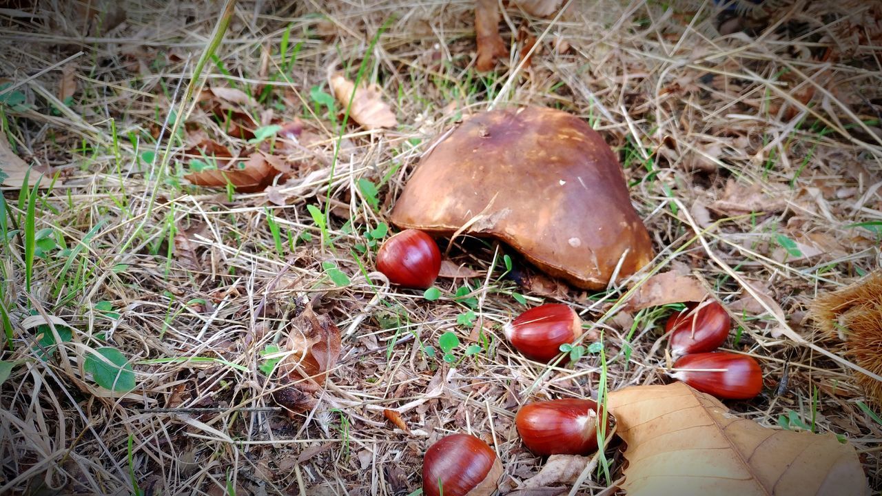 HIGH ANGLE VIEW OF HAND HOLDING APPLES ON FIELD