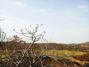 Bare tree on field against sky