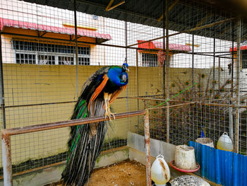 Peacock in a cage.