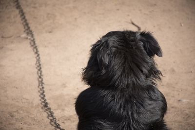 Close-up of dog