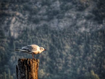 Seagull perching on wooden post