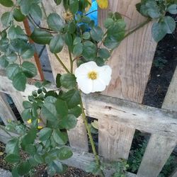 Close-up of white flower on wooden plant