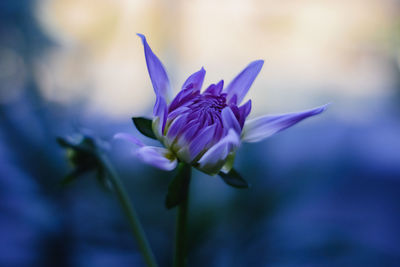 Close-up of purple flower