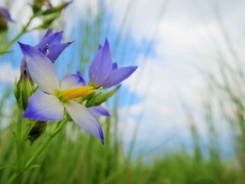 Close-up of crocus blooming outdoors