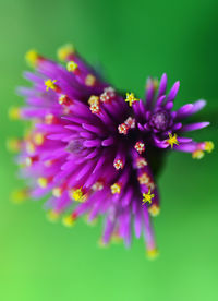 Close-up of passion flower