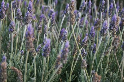 Close-up of purple flowers growing in field