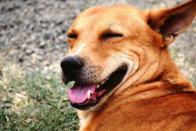 Close-up of a dog