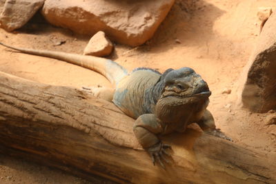 Close-up of lizard on rock