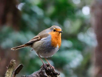 Close-up of bird perching on branch