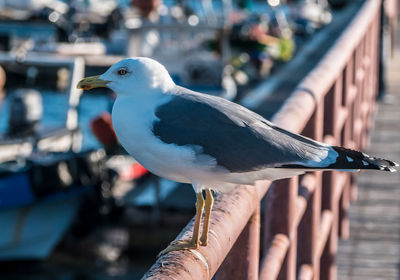 Close-up of seagull perching on hand