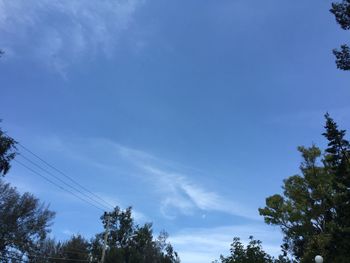 Low angle view of tree against blue sky