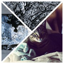 Close-up portrait of cat