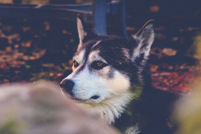 Close-up of dog