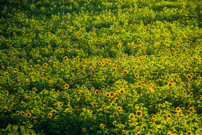 Full frame shot of yellow flowers