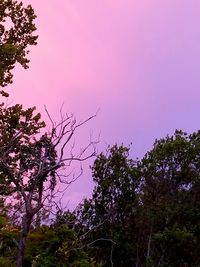 Low angle view of silhouette trees against sky