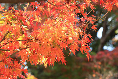 Close-up of maple leaves on tree