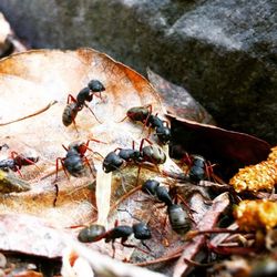 Close-up of insect