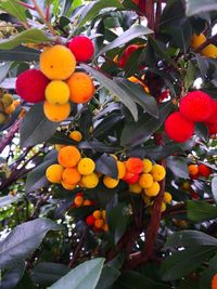 Low angle view of fruits on tree