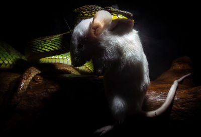 Close-up of an animal sitting on wood