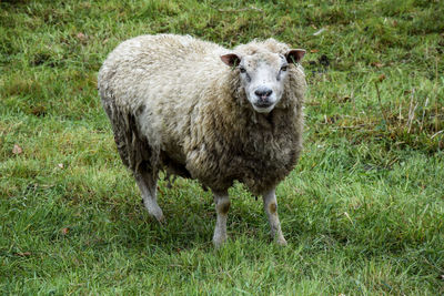 Portrait of sheep on field