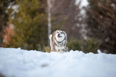 Portrait of dog walking in snow
