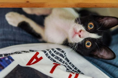 Close-up portrait of a cat at home