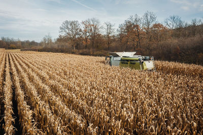 Aerial view of a combine harvesting corn with a modern machine, effective harvest