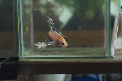 Close-up of fish in glass window
