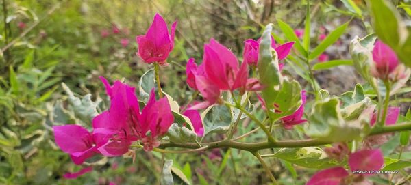 Close-up of pink flowering plants