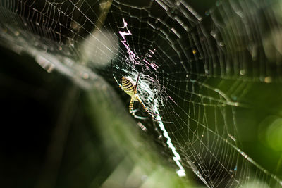 Close-up of spider web