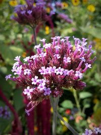 Close-up of purple flowers blooming outdoors