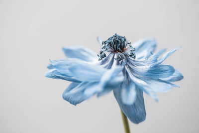 Close-up of wilted flower against white background