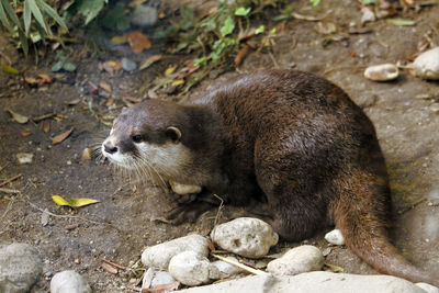 Otter sitting on the ground holding a rock