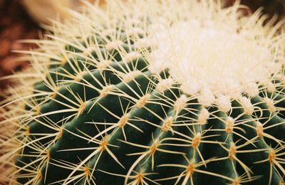 Close-up of cactus plant