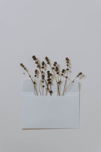 Close-up of wilted flowers in envelope against white background