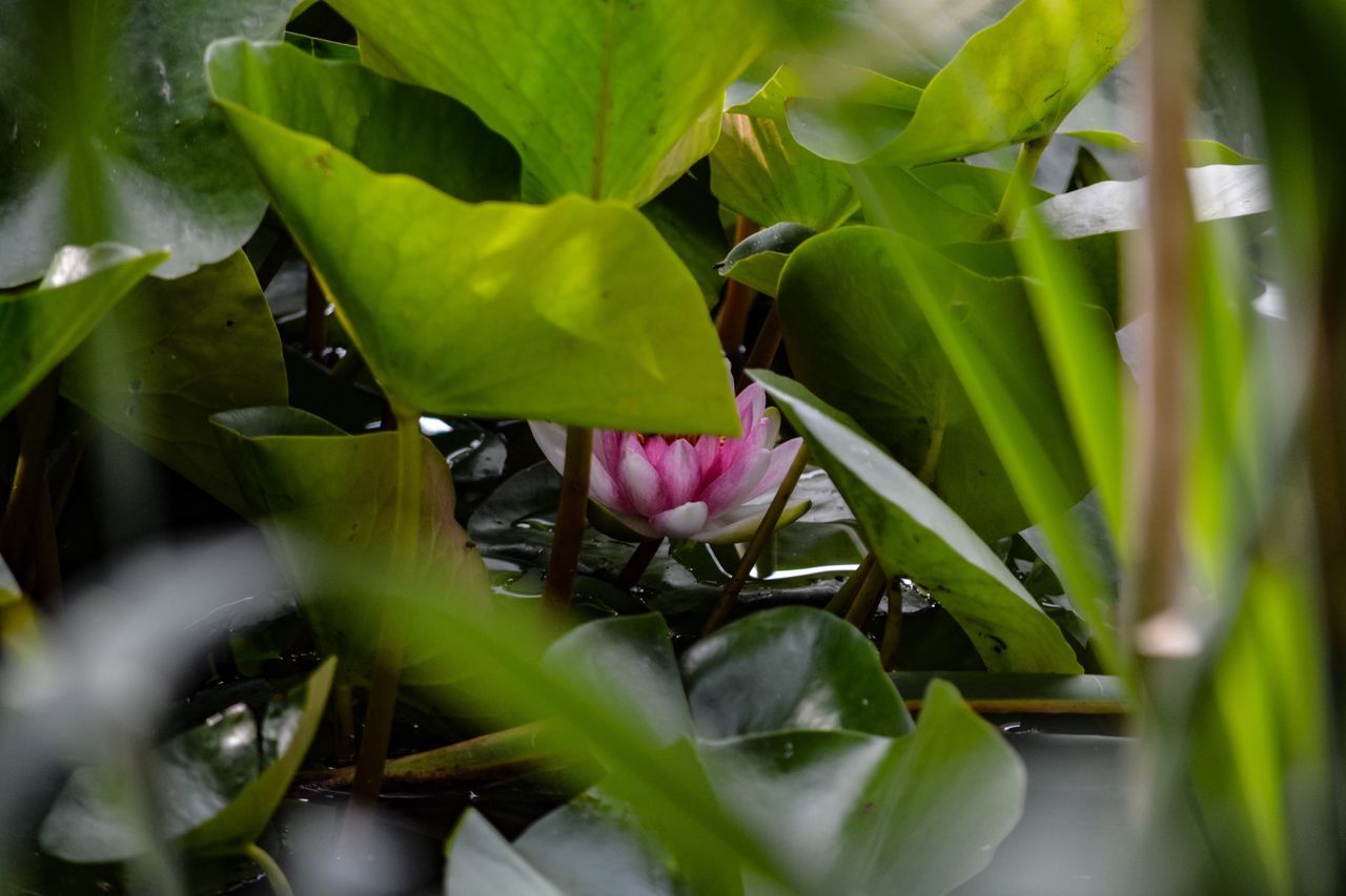 plant, growth, flower, beauty in nature, plant part, leaf, flowering plant, freshness, fragility, close-up, vulnerability, selective focus, green color, nature, petal, pink color, no people, flower head, day, inflorescence, outdoors, purple