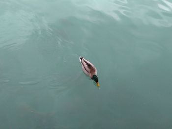 High angle view of bird flying over lake