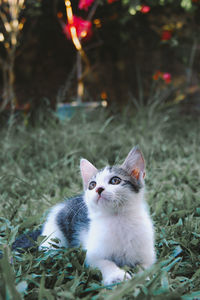 A kitten on the grass resting after playing with his brothers.