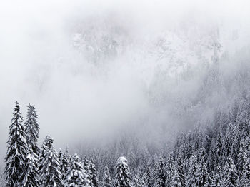 Trees on snow covered landscape against sky