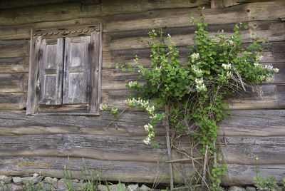 Plants growing outside house