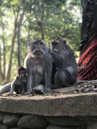 Monkey sitting on rock