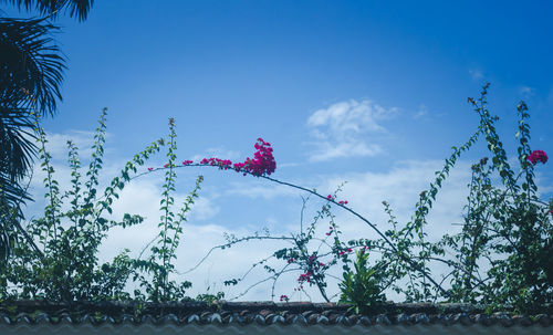 Low angle view of flowering plants against blue sky