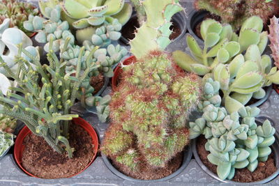 High angle view of succulent plant