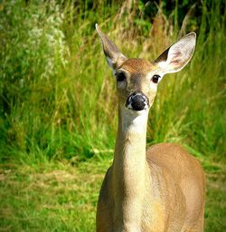 Portrait of a doe deer in the grass