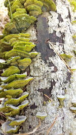 Full frame shot of moss growing on rock