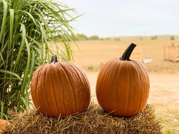 Close-up of pumpkins on field