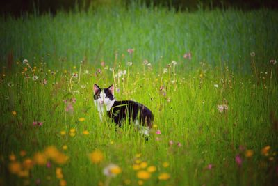 Cat on field