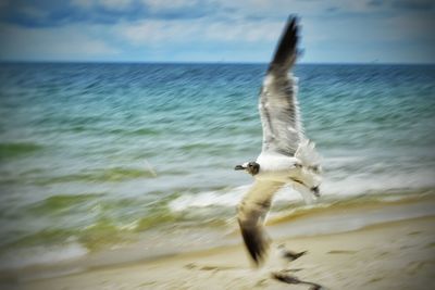 Seagull flying over sea