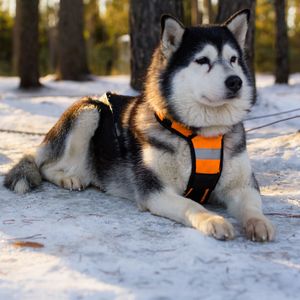 Dog looking away while sitting