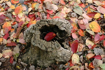 Close-up of autumn leaves